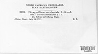 Phragmidium occidentale image